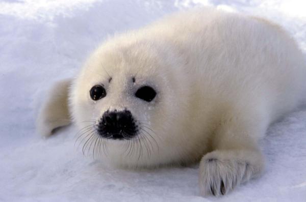 seal protest